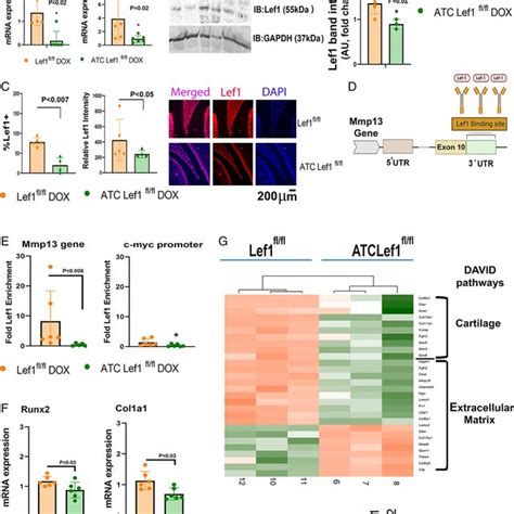 Genetic Lef Ablation From Chondrocytes Reduced Mmp Expression