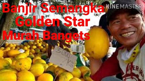 Panen Semangka Golden Star Harga Murah Banget I Desa Wisata Sungsang I