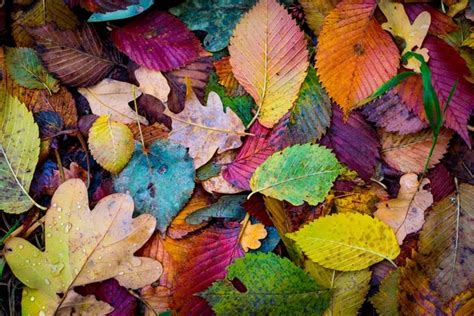 Autum Stock Photos Royalty Free Autum Images Depositphotos