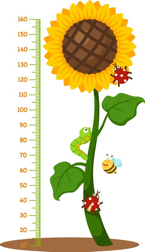 Meter Wall Sunflower 13452461 PNG