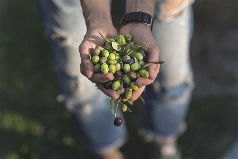 Elaboraci N El Lavado De Las Aceitunas En La Almazara