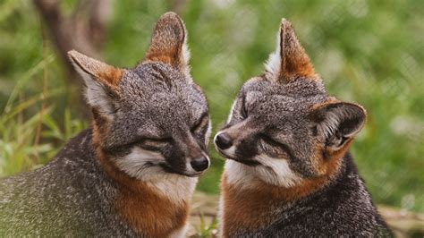 The Island Fox is One of California's Greatest Wildlife Conservation Success Stories — The Capuchin