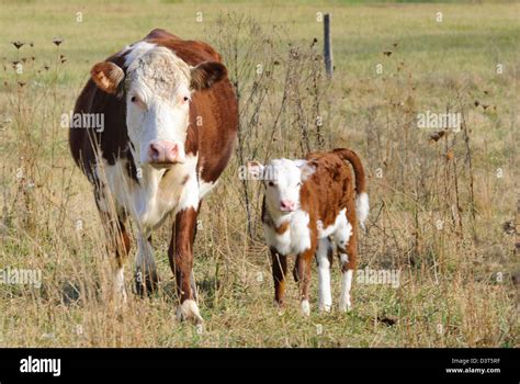 Hereford Cattle Mother Calf Cow Hi Res Stock Photography And Images Alamy