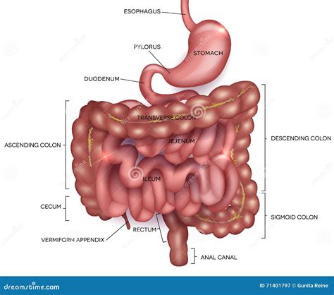 Gastrointestinal Tract With Description Stock Vector Illustration Of