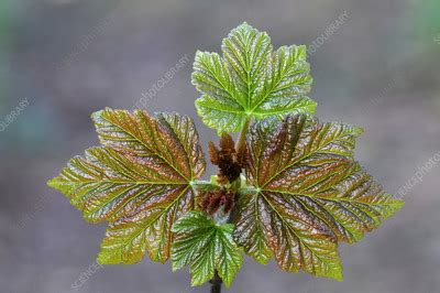 Sycamore Acer Pseudoplatanus Leaves Stock Image C