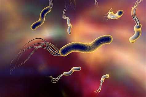 Helicobacter Pylori La Bacteria Que Podemos Tener Y No Saberlo