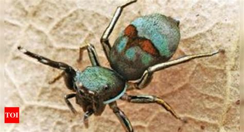 Niser: Niser Student, Prof Discover New Spider Species On Campus | Bhubaneswar News - Times of India