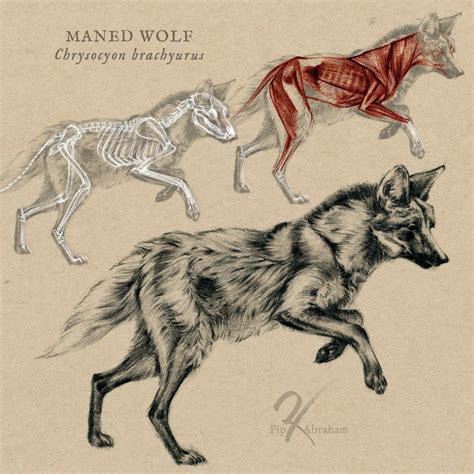 Maned Wolf Anatomy By Https Oxpecker Deviantart On Deviantart