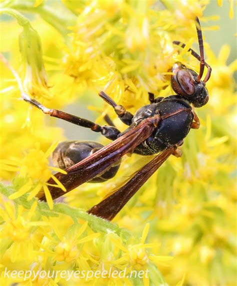 Pennsylvania Insects Bees Butterflies Dragonflies Slugs Etc Keep