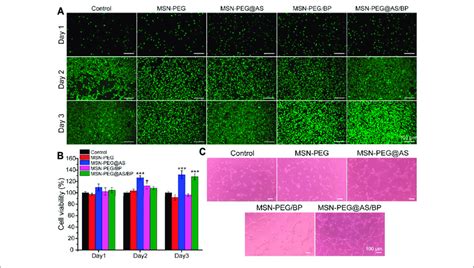 A Live Dead Staining And B Cytotoxicity Assay Of L Cells At