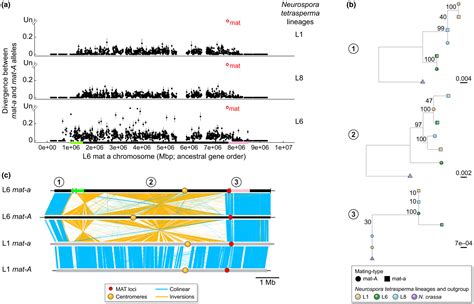 Recombination Suppression And Evolutionary Strata Around Matingtype