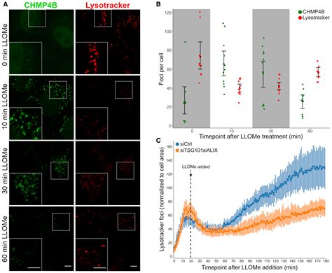 Escrtmediated Lysosome Repair Precedes Lysophagy And Promotes Cell