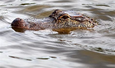 Swamp Tour Guide Swims With Gators And Feeds Them From His Mouth