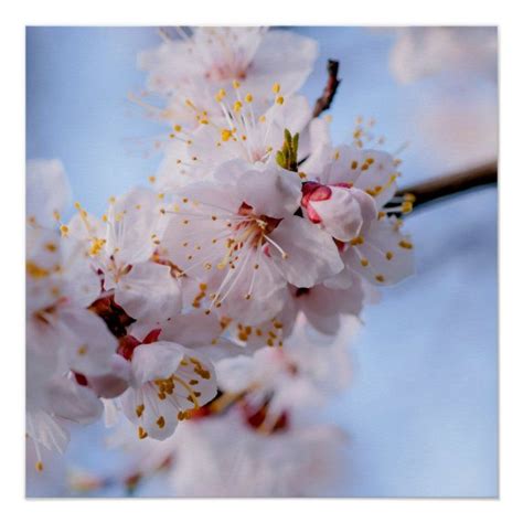 Japanese Apricot Blossom Poster | Zazzle | Apricot blossom, Blossoms ...