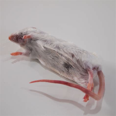 Frozen Mouse | Biology Supplies - Darwin Biological