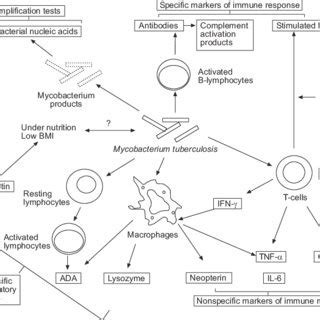 Schematic Representation Of Pathways And Systems Involved In Biomarkers