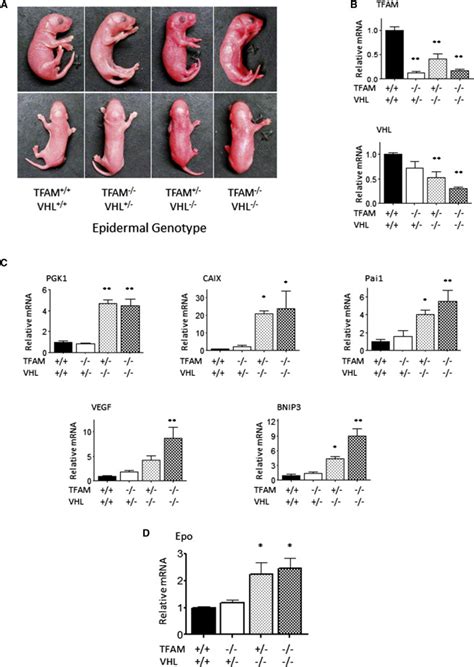 Deletion Of Vhl Is Sufficient To Induce Hif Target Gene Expression