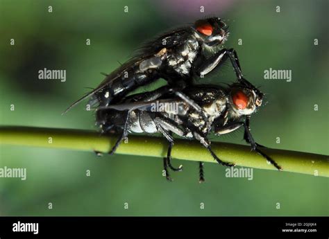 Reproducing Fly Hi Res Stock Photography And Images Alamy