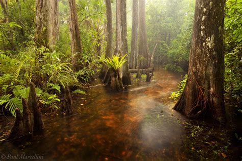 Florida Landscape Photography by Paul Marcellini