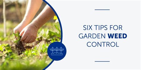 Six Tips For Garden Weed Control Bug And Weed Mart