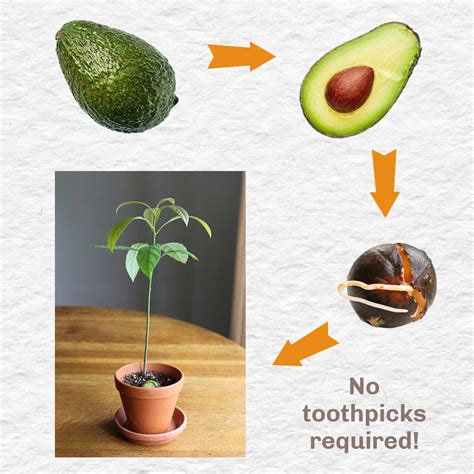 How To Grow An Avocado From Seed Easy Method Empress Of Dirt