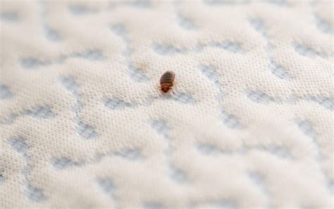 How To Protect Your Mattress From Bed Bugs Guide