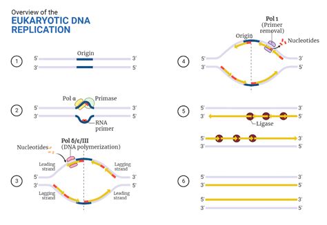 Eukaryotic Dna Replication Rethink Biology Notes