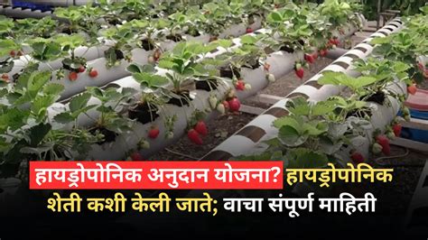 Hydroponic Farming Anudan Yojana हायड्रोपोनिक अनुदान योजना हायड्रोपोनिक शेती कशी केली जाते