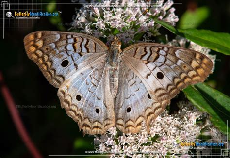 White Peacock Butterfly