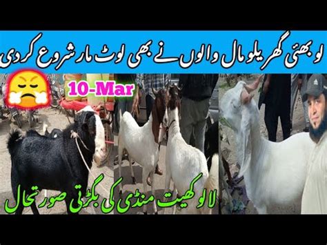 Lalukhet Bakra Mandi Latest Update Mar Bakra Mandi Goat Farm