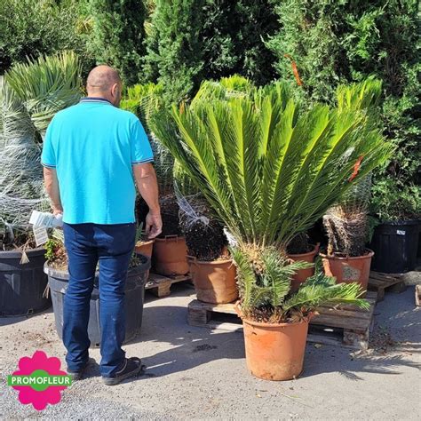 Cycas Revoluta Hauteur Totale Cm