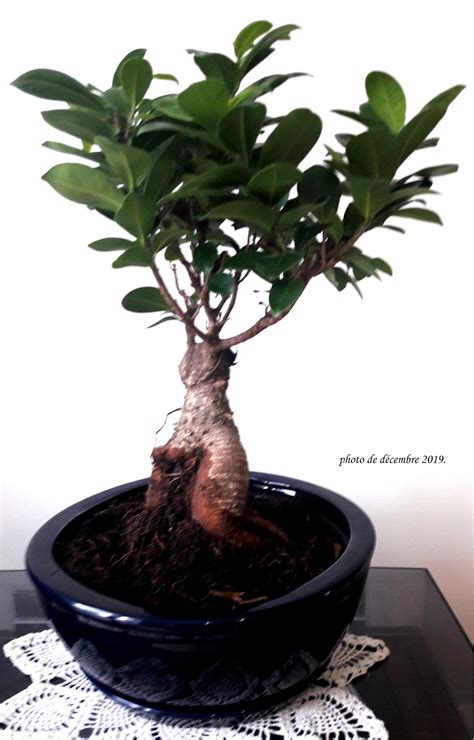 Bonsa Cr Ation Fiche D Entretien Du Ficus Ficus Microcarpa Ginseng