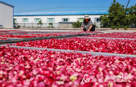 新源县：芍药花迎风盛开 “花经济”助农增收腾讯新闻