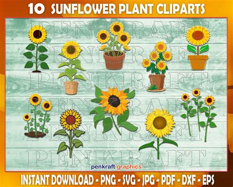 Sunflower Svg Bundle Sunflower Svg Cliparts Sunflower Etsy Canada