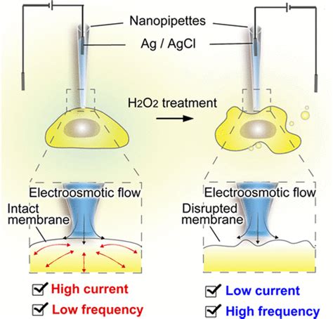 Nanopipette Based Nanosensor For Label Free Electrochemical Monitoring