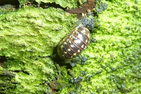 Armadillidium Vulgare Gew Hnliche Kugelassel Armadillidiu Flickr