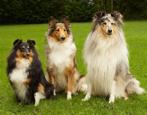 MDR1 Gene Mutation and your Herding Breed - Nzymes.COM