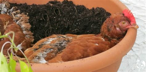 How To Get Rid Of Chicken Mites Fast And Stop Their Return Off