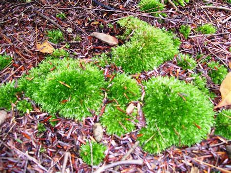 Moss Photograph By Adrienne Louwerse Fine Art America