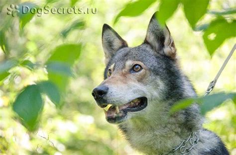 Порода волкособ: фото и описание, характер собаки, цена щенков