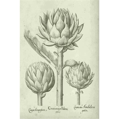 Artichoke Wall Art Wayfair