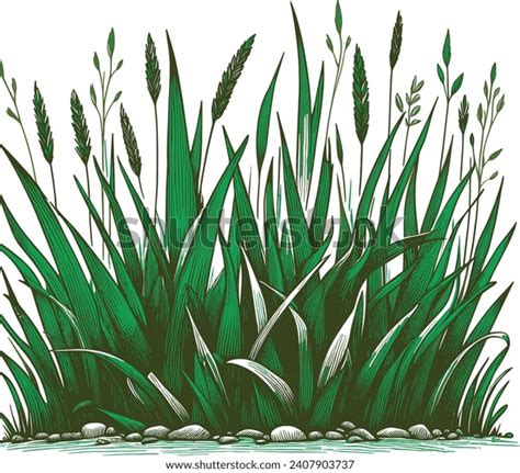 Growth Stages Rice Plant Rice Increase Stock Vector Royalty Free 2407903737 Shutterstock