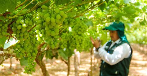 Perú proyecta exportar más de 600 000 toneladas de uva en campaña 2022 2023