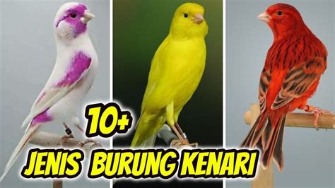 11 Jenis Burung Kenari Beserta Ciri2nya Masing Masing YouTube