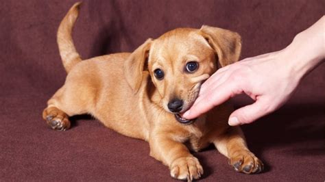 Il Cucciolo Di Cane Mi Morde Le Mani Cosa Fare