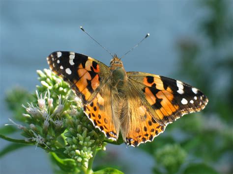 Bakgrundsbilder natur vinge blomma vilda djur och växter orange