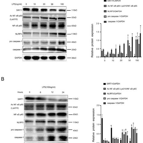 Lps Induced Nf Kb P65 Acetylation Mediates Activation Of Nlrp3 A