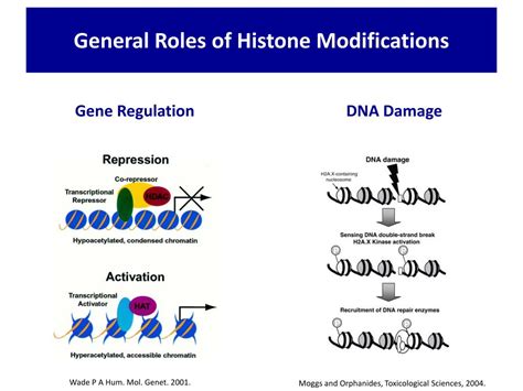 PPT - Histone Modifications PowerPoint Presentation, free download - ID ... 