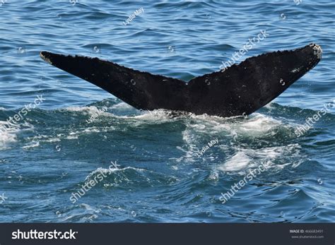 Fluke Of A Humpback Whale Stock Photo 466683491 : Shutterstock