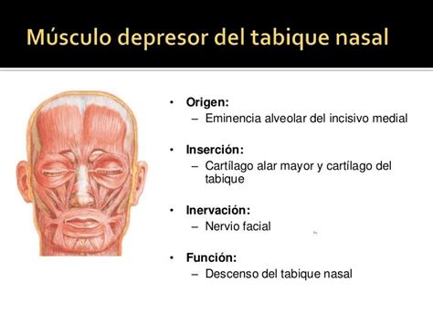 Músculos De La Expresión Facial